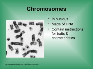 Chromosomes
• In nucleus
• Made of DNA
• Contain instructions
for traits &
characteristics
http://library.thinkquest.org/12413/structures.html
 