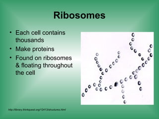 Ribosomes
• Each cell contains
thousands
• Make proteins
• Found on ribosomes
& floating throughout
the cell
http://library.thinkquest.org/12413/structures.html
 