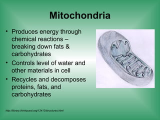 Mitochondria
• Produces energy through
chemical reactions –
breaking down fats &
carbohydrates
• Controls level of water and
other materials in cell
• Recycles and decomposes
proteins, fats, and
carbohydrates
http://library.thinkquest.org/12413/structures.html
 