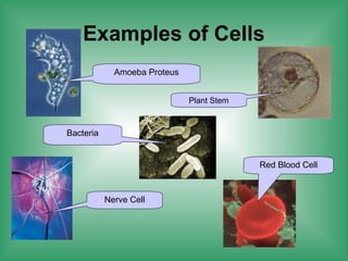 Examples of Cells
Amoeba Proteus
Plant Stem
Red Blood Cell
Nerve Cell
Bacteria
 