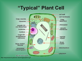 http://waynesword.palomar.edu/images/plant3.gif
“Typical” Plant Cell
 