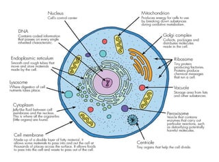 cell structure function.pptx............ | PPTX