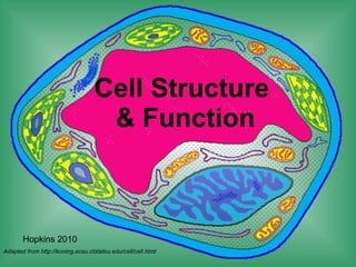 Cell Structure  & Function Adapted from http://koning.ecsu.ctstateu.edu/cell/cell.html Hopkins 2010 