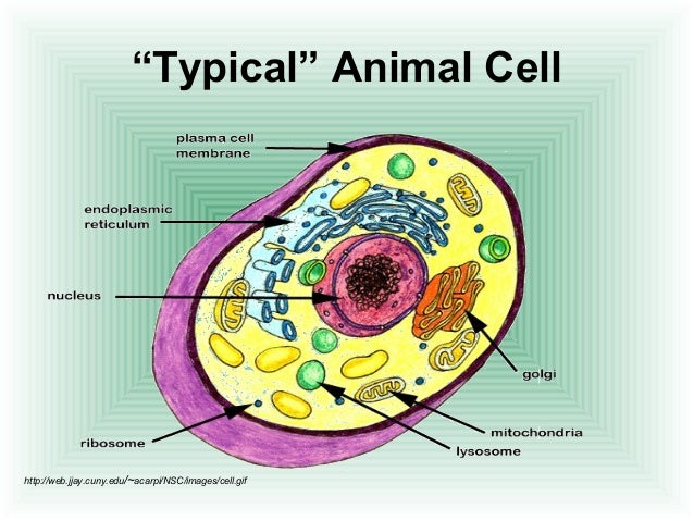 Cell structure function(1)