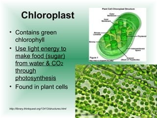 Chloroplast 
• Contains green 
chlorophyll 
• Use light energy to 
make food (sugar) 
from water & CO2 
through 
photosynthesis 
• Found in plant cells 
http://library.thinkquest.org/12413/structures.html 
 