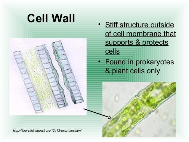 Cell Structure Function 2 2 K