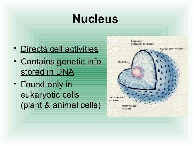 salt genetic structure 2.2(k) function Cell structure salt genetic structure 2.2(k) function Cell structure