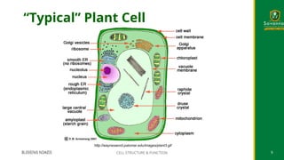 http://waynesword.palomar.edu/images/plant3.gif
“Typical” Plant Cell
BLESSING NDAZIE CELL STRUCTURE & FUNCTION 9
BLESSING NDAZIE CELL STRUCTURE & FUNCTION 9
 