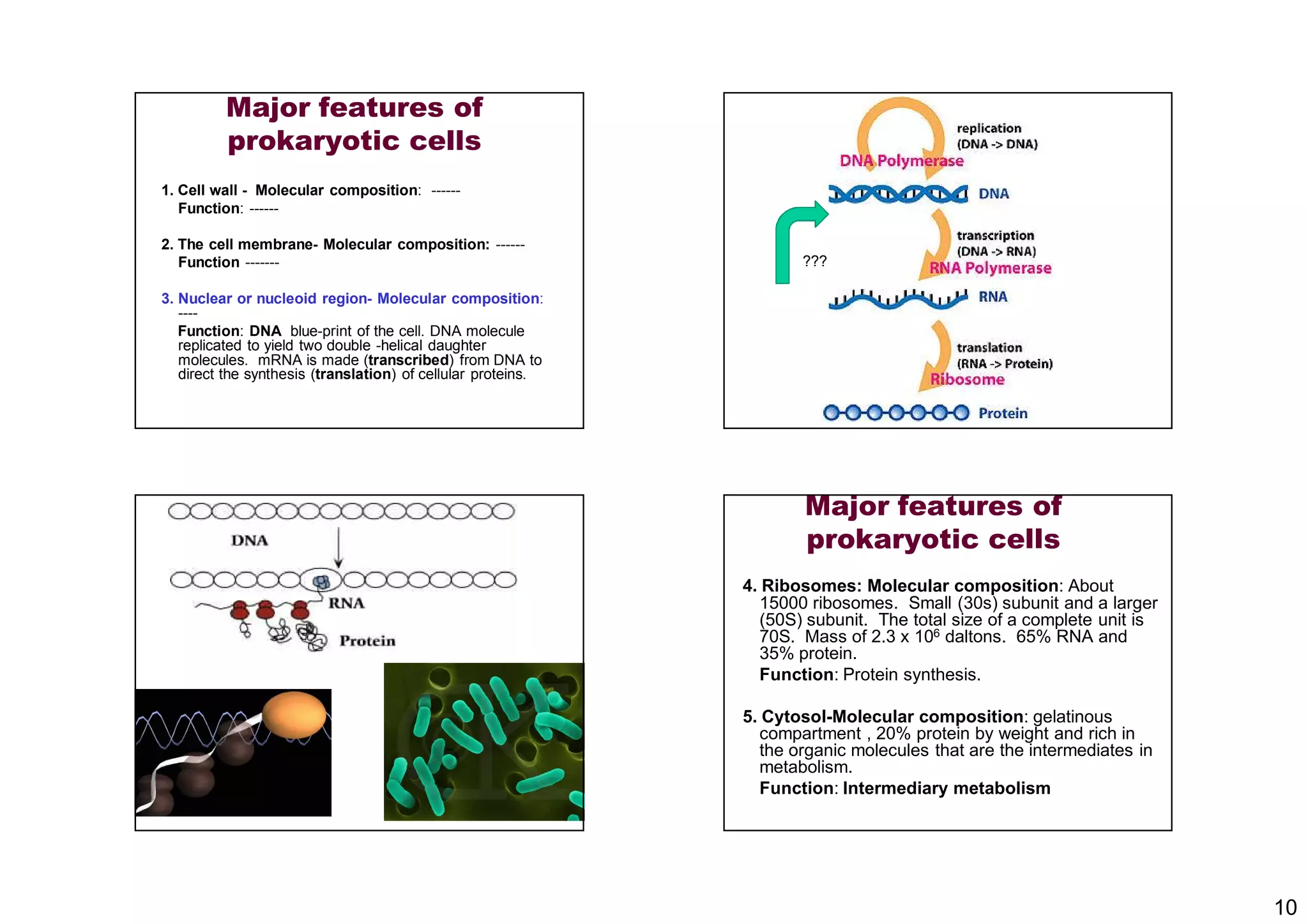 10
1. Cell wall - Molecular composition: ------
Function: ------
2. The cell membrane- Molecular composition: ------
Function -------
3. Nuclear or nucleoid region- Molecular composition:
----
Function: DNA blue-print of the cell. DNA molecule
replicated to yield two double -helical daughter
molecules. mRNA is made (transcribed) from DNA to
direct the synthesis (translation) of cellular proteins.
Major features of
prokaryotic cells
???
4. Ribosomes: Molecular composition: About
15000 ribosomes. Small (30s) subunit and a larger
(50S) subunit. The total size of a complete unit is
70S. Mass of 2.3 x 106 daltons. 65% RNA and
35% protein.
Function: Protein synthesis.
5. Cytosol-Molecular composition: gelatinous
compartment , 20% protein by weight and rich in
the organic molecules that are the intermediates in
metabolism.
Function: Intermediary metabolism
Major features of
prokaryotic cells
 