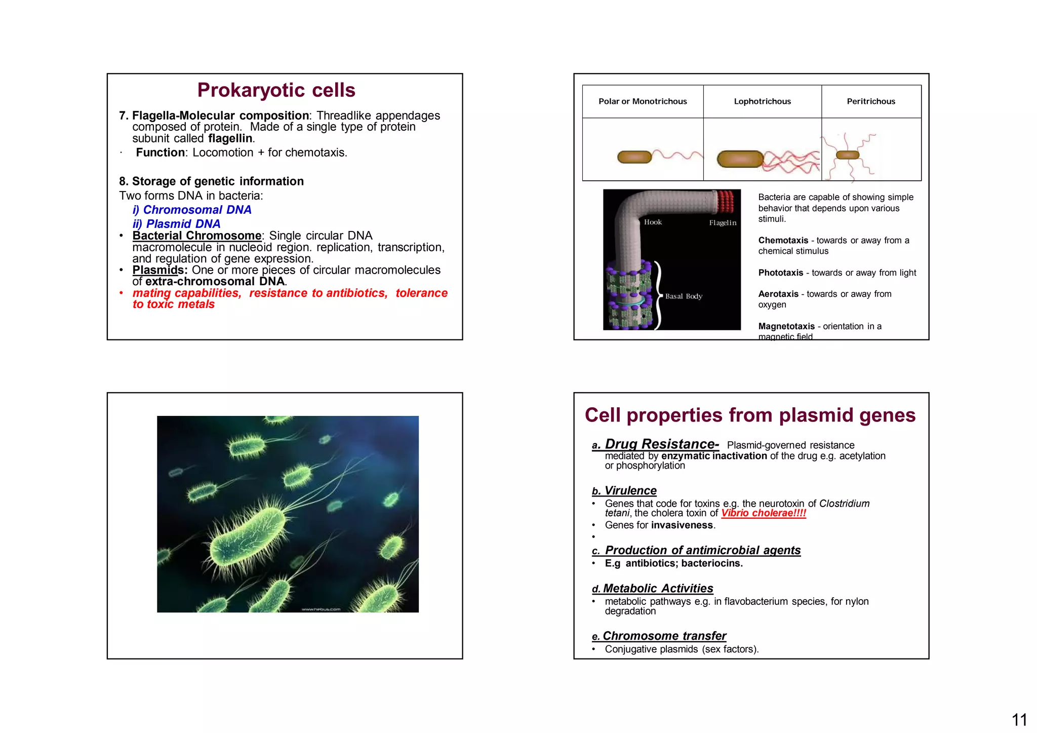 11
7. Flagella-Molecular composition: Threadlike appendages
composed of protein. Made of a single type of protein
subunit called flagellin.
· Function: Locomotion + for chemotaxis.
8. Storage of genetic information
Two forms DNA in bacteria:
i) Chromosomal DNA
ii) Plasmid DNA
• Bacterial Chromosome: Single circular DNA
macromolecule in nucleoid region. replication, transcription,
and regulation of gene expression.
• Plasmids: One or more pieces of circular macromolecules
of extra-chromosomal DNA.
• mating capabilities, resistance to antibiotics, tolerance
to toxic metals
Prokaryotic cells Polar or Monotrichous Lophotrichous Peritrichous
Bacteria are capable of showing simple
behavior that depends upon various
stimuli.
Chemotaxis - towards or away from a
chemical stimulus
Phototaxis - towards or away from light
Aerotaxis - towards or away from
oxygen
Magnetotaxis - orientation in a
magnetic field
Cell properties from plasmid genes
a. Drug Resistance- Plasmid-governed resistance
mediated by enzymatic inactivation of the drug e.g. acetylation
or phosphorylation
b. Virulence
• Genes that code for toxins e.g. the neurotoxin of Clostridium
tetani, the cholera toxin of Vibrio cholerae!!!!
• Genes for invasiveness.
•
c. Production of antimicrobial agents
• E.g antibiotics; bacteriocins.
d. Metabolic Activities
• metabolic pathways e.g. in flavobacterium species, for nylon
degradation
e. Chromosome transfer
• Conjugative plasmids (sex factors).
 