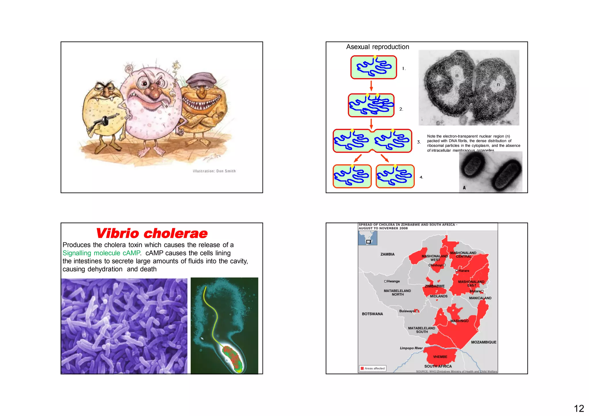 12
Asexual reproduction
Note the electron-transparent nuclear region (n)
packed with DNA fibrils, the dense distribution of
ribosomal particles in the cytoplasm, and the absence
of intracellular membranous organelles.
Vibrio cholerae
Produces the cholera toxin which causes the release of a
Signalling molecule cAMP. cAMP causes the cells lining
the intestines to secrete large amounts of fluids into the cavity,
causing dehydration and death
 