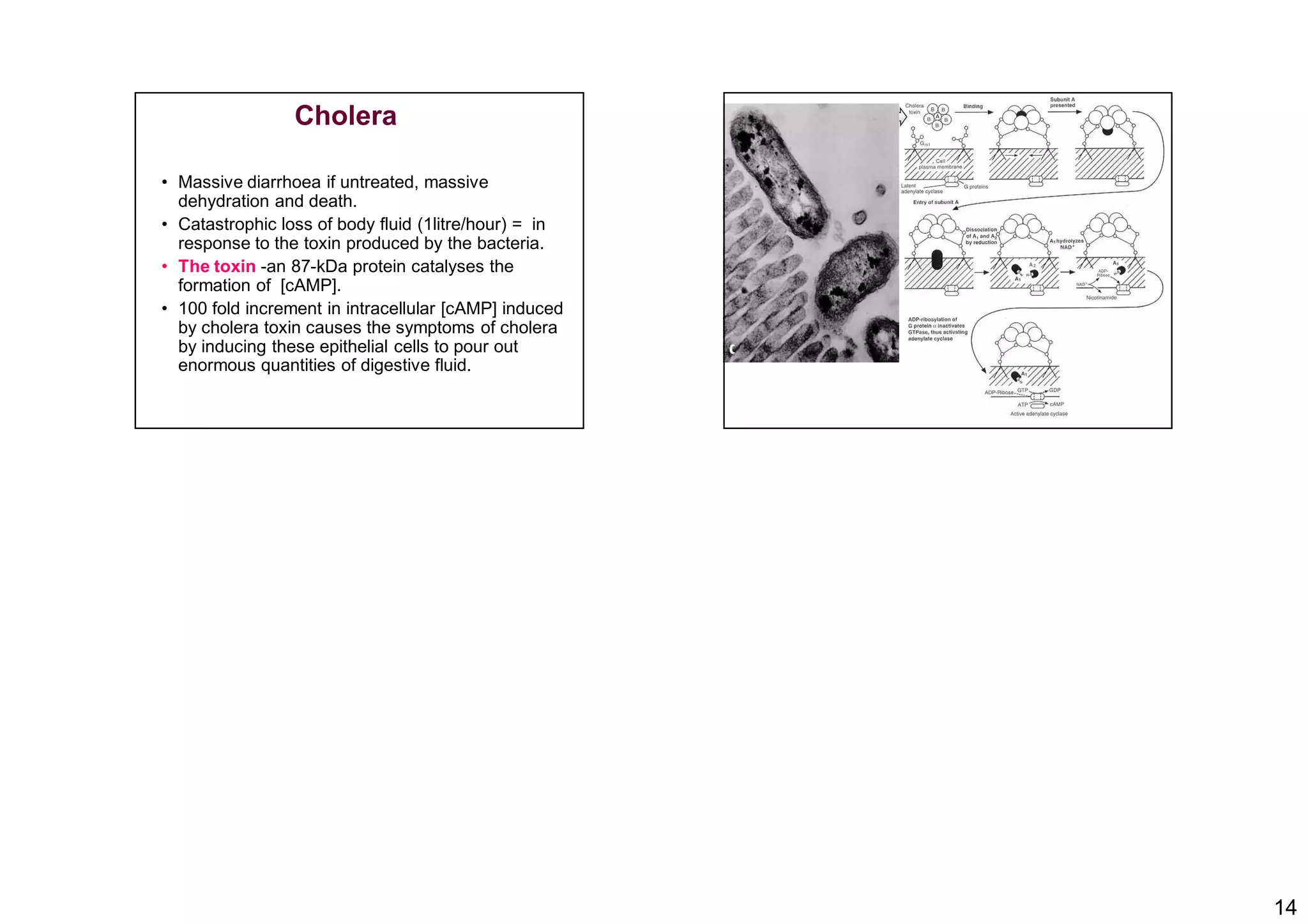 14
Cholera
• Massive diarrhoea if untreated, massive
dehydration and death.
• Catastrophic loss of body fluid (1litre/hour) = in
response to the toxin produced by the bacteria.
• The toxin -an 87-kDa protein catalyses the
formation of [cAMP].
• 100 fold increment in intracellular [cAMP] induced
by cholera toxin causes the symptoms of cholera
by inducing these epithelial cells to pour out
enormous quantities of digestive fluid.
 