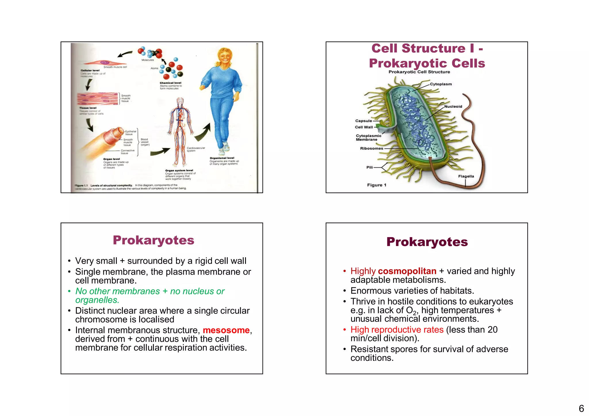 6
Cell Structure I -
Prokaryotic Cells
Prokaryotes
• Very small + surrounded by a rigid cell wall
• Single membrane, the plasma membrane or
cell membrane.
• No other membranes + no nucleus or
organelles.
• Distinct nuclear area where a single circular
chromosome is localised
• Internal membranous structure, mesosome,
derived from + continuous with the cell
membrane for cellular respiration activities.
Prokaryotes
• Highly cosmopolitan + varied and highly
adaptable metabolisms.
• Enormous varieties of habitats.
• Thrive in hostile conditions to eukaryotes
e.g. in lack of O2, high temperatures +
unusual chemical environments.
• High reproductive rates (less than 20
min/cell division).
• Resistant spores for survival of adverse
conditions.
 