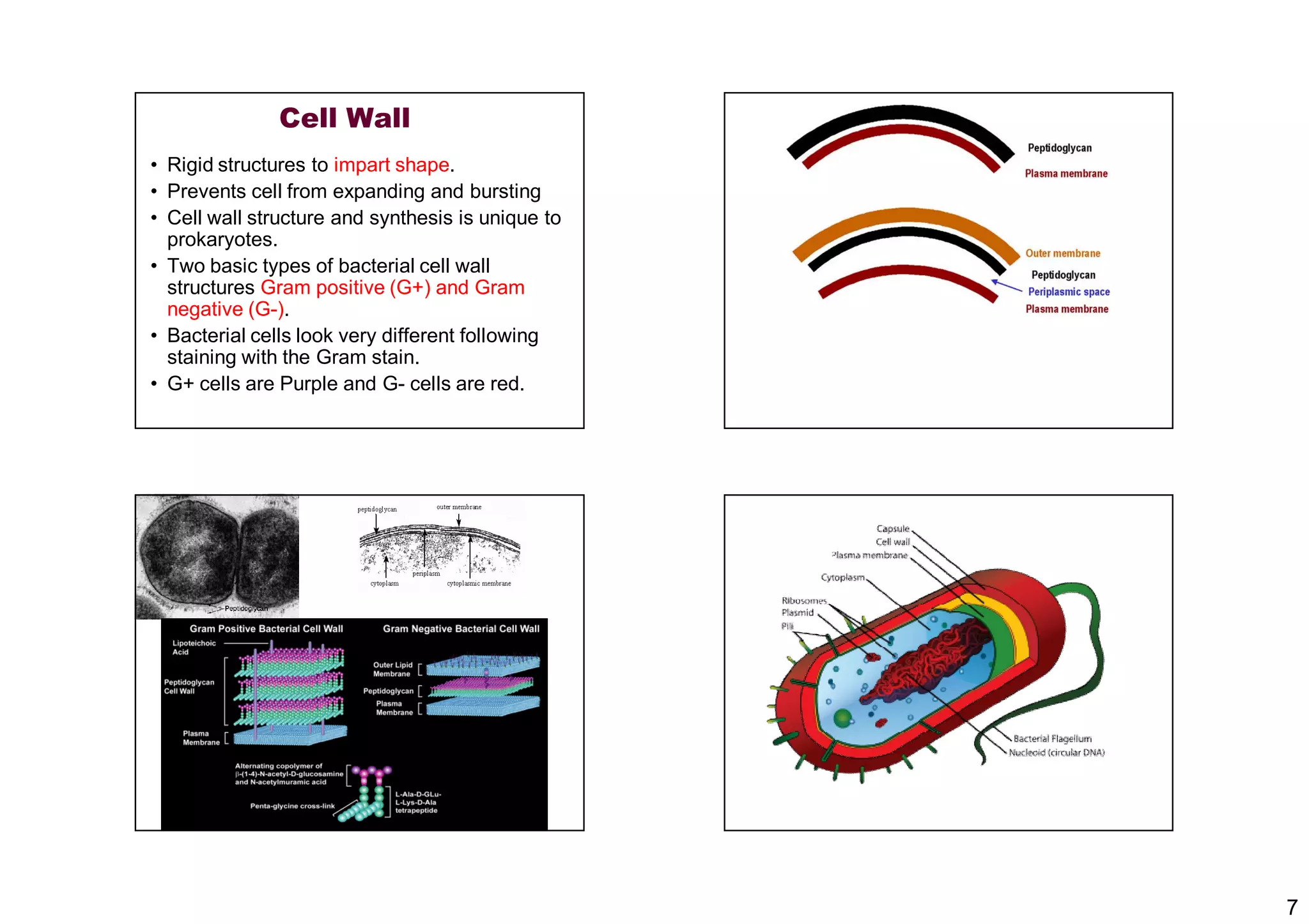 7
Cell Wall
• Rigid structures to impart shape.
• Prevents cell from expanding and bursting
• Cell wall structure and synthesis is unique to
prokaryotes.
• Two basic types of bacterial cell wall
structures Gram positive (G+) and Gram
negative (G-).
• Bacterial cells look very different following
staining with the Gram stain.
• G+ cells are Purple and G- cells are red.
 