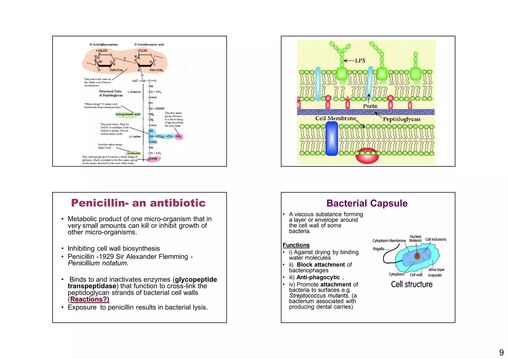 9
Penicillin- an antibiotic
• Metabolic product of one micro-organism that in
very small amounts can kill or inhibit growth of
other micro-organisms.
• Inhibiting cell wall biosynthesis
• Penicillin -1929 Sir Alexander Flemming -
Penicillium notatum.
• Binds to and inactivates enzymes (glycopeptide
transpeptidase) that function to cross-link the
peptidoglycan strands of bacterial cell walls
(Reactions?)
• Exposure to penicillin results in bacterial lysis.
Bacterial Capsule
• A viscous substance forming
a layer or envelope around
the cell wall of some
bacteria.
Functions
• i) Against drying by binding
water molecules
• ii) Block attachment of
bacteriophages
• iii) Anti-phagocytic ,
• iv) Promote attachment of
bacteria to surfaces e.g.
Streptococcus mutants, (a
bacterium associated with
producing dental carries)
 