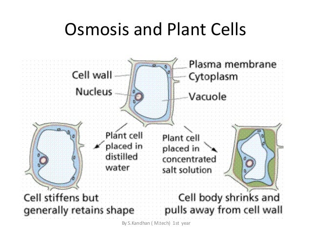 Cell structure & its organisation