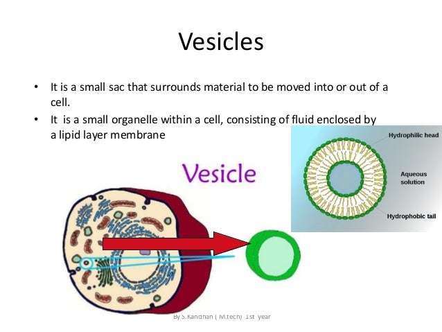 Image result for vesicle cell structure