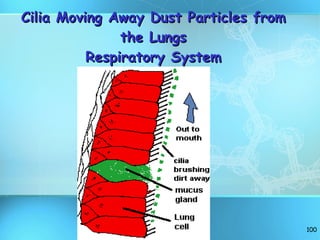 Cilia Moving Away Dust Particles from the Lungs Respiratory System 