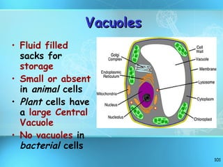 Vacuoles Fluid filled  sacks for  storage Small or absent  in  animal  cells Plant  cells have a  large Central Vacuole No vacuoles  in  bacterial  cells 