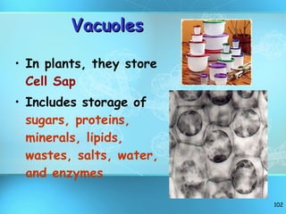 Vacuoles In plants, they store  Cell Sap Includes storage of  sugars, proteins, minerals, lipids, wastes, salts, water, and enzymes 