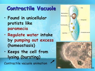Contractile Vacuole Found in unicellular protists like  paramecia Regulate water  intake by  pumping out excess  (homeostasis) Keeps the cell from lysing (bursting) Contractile vacuole animation 