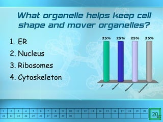 What organelle helps keep cell shape and mover organelles? ER Nucleus Ribosomes Cytoskeleton  20 1 2 3 4 5 6 7 8 9 10 11 12 13 14 15 16 17 18 19 20 21 22 23 24 25 26 27 28 29 30 