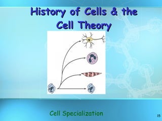 History of Cells & the Cell Theory Cell Specialization 