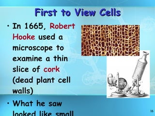 First to View Cells In 1665,  Robert Hooke  used a microscope to  examine a thin slice of  cork  (dead plant cell walls) What he saw looked like small boxes 