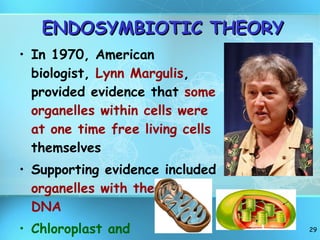 ENDOSYMBIOTIC THEORY In 1970, American biologist,  Lynn Margulis , provided evidence that  some organelles within cells were at one time free living cells  themselves Supporting evidence included  organelles with their own DNA Chloroplast and Mitochondria 