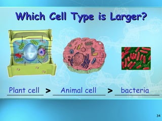 Which Cell Type is Larger? _________  >  _____________  >  ___________ Plant cell Animal cell bacteria 