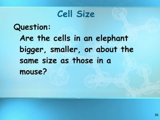 Cell Size Question: Are the cells in an elephant bigger, smaller, or about the same size as those in a mouse? 