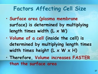 Factors Affecting Cell Size Surface area (plasma membrane  surface) is determined by multiplying length times width (L x W) Volume of a cell  (inside the cell) is determined by multiplying length times width times height (L x W x H) Therefore,  Volume increases FASTER than the surface area 