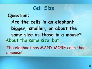 Cell Size Question: Are the cells in an elephant bigger, smaller, or about the same size as those in a mouse? About the same size, but … The elephant has MANY MORE cells than a mouse! 