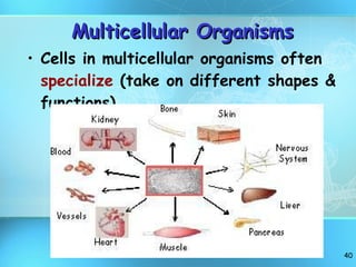 Multicellular Organisms Cells in multicellular organisms often  specialize  (take on different shapes & functions) 