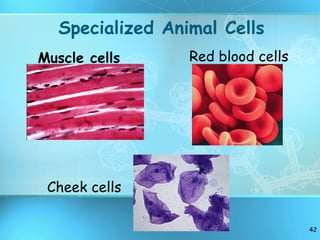Specialized Animal Cells Muscle cells Red blood cells Cheek cells 