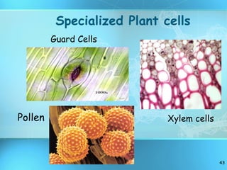 Specialized Plant cells Xylem cells Pollen Guard Cells 