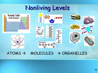 ATOMS     MOLECULES    ORGANELLES Nonliving Levels 