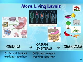 ORGANS ORGAN  SYSTEMS ORGANISM Different tissues working together Different organs working together   More Living Levels 