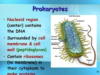 Prokaryotes Nucleoid region  (center) contains the DNA Surrounded by  cell membrane & cell wall   (peptidoglycan) Contain  ribosomes  (no membrane)   in their cytoplasm to  make proteins 