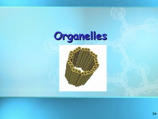Organelles 