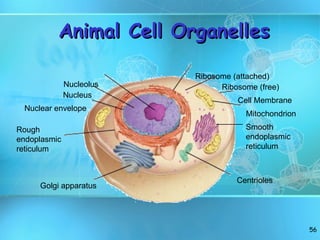 Animal Cell Organelles Nucleolus Nucleus Nuclear envelope Ribosome (attached) Ribosome (free) Cell Membrane Rough  endoplasmic  reticulum Golgi apparatus Mitochondrion Smooth  endoplasmic reticulum Centrioles 