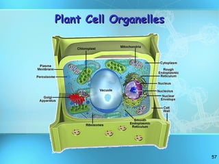 Plant Cell Organelles 