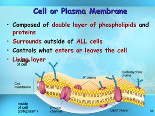 Cell or Plasma Membrane Composed of  double layer of phospholipids  and  proteins Surrounds  outside of  ALL cells Controls what  enters or leaves the cell Living layer Outside of cell Inside of cell (cytoplasm) Cell membrane Proteins Protein channel Lipid bilayer Carbohydrate chains 