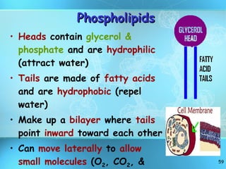 Phospholipids Heads  contain  glycerol & phosphate  and are  hydrophilic  (attract water) Tails  are made of  fatty acids  and are  hydrophobic  (repel water) Make up a  bilayer  where  tails  point  inward  toward each other Can  move laterally  to  allow small molecules  (O 2 , CO 2 , & H 2 O to enter) 