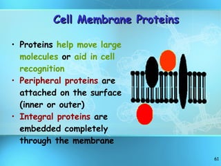 Cell Membrane Proteins Proteins  help move large molecules  or  aid in cell recognition Peripheral proteins  are attached on the surface (inner or outer) Integral proteins  are embedded completely through the membrane 