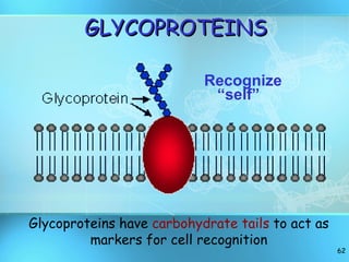 Recognize “self” GLYCOPROTEINS Glycoproteins have  carbohydrate tails  to act as markers for cell recognition 