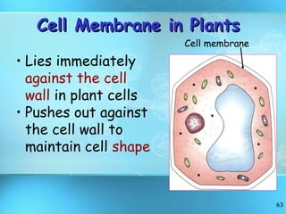 Cell Membrane in Plants Lies immediately  against the cell wall  in plant cells Pushes out against the cell wall to maintain cell  shape Cell membrane 