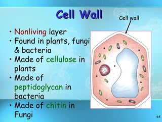 Cell Wall Nonliving  layer Found in plants, fungi, & bacteria Made of  cellulose  in plants Made of  peptidoglycan  in bacteria Made of  chitin  in Fungi Cell wall 