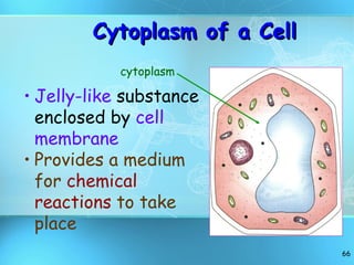 Cytoplasm of a Cell  Jelly-like  substance enclosed   by  cell membrane Provides a medium for  chemical reactions  to take place cytoplasm 