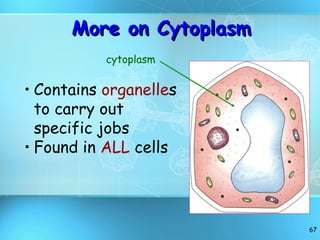 More on Cytoplasm Contains  organelle s to carry out specific jobs Found in  ALL  cells cytoplasm 